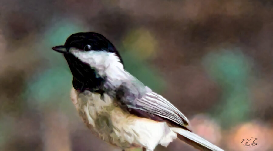 A Carolina chickadee looks over the offerings at a feeding station.