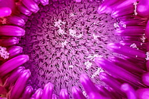The center of a young thistle flower, surrounded by circles of petals is somewhat reminiscent of a bullseye.