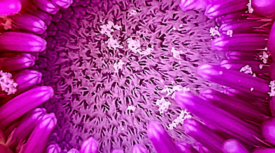 The center of a young thistle flower, surrounded by circles of petals is somewhat reminiscent of a bullseye.