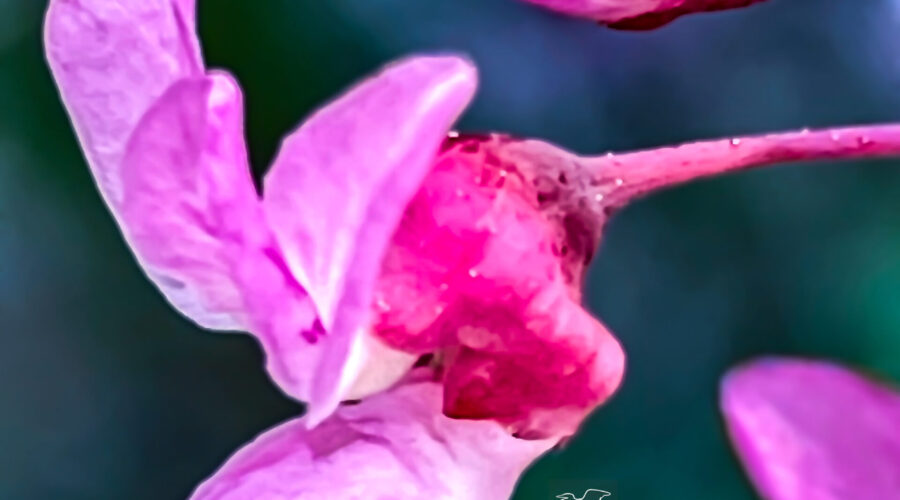 Redbuds are one of the first trees to start flowering every spring.