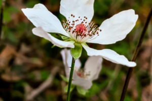Dewberry flowers start off as a bud that slowly unfolds to show off its beautiful pink center.