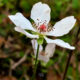 The Southern Dewberry is Another Wonderful Spring Flower