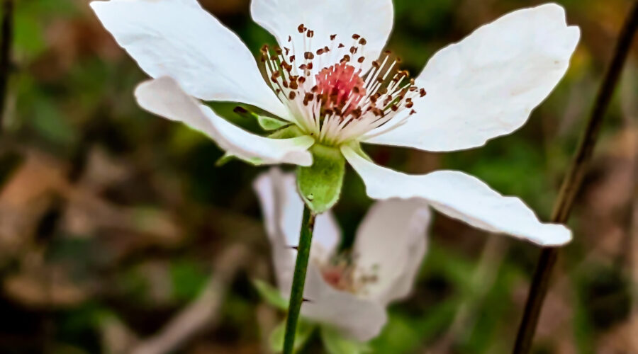 Dewberry flowers start off as a bud that slowly unfolds to show off its beautiful pink center.