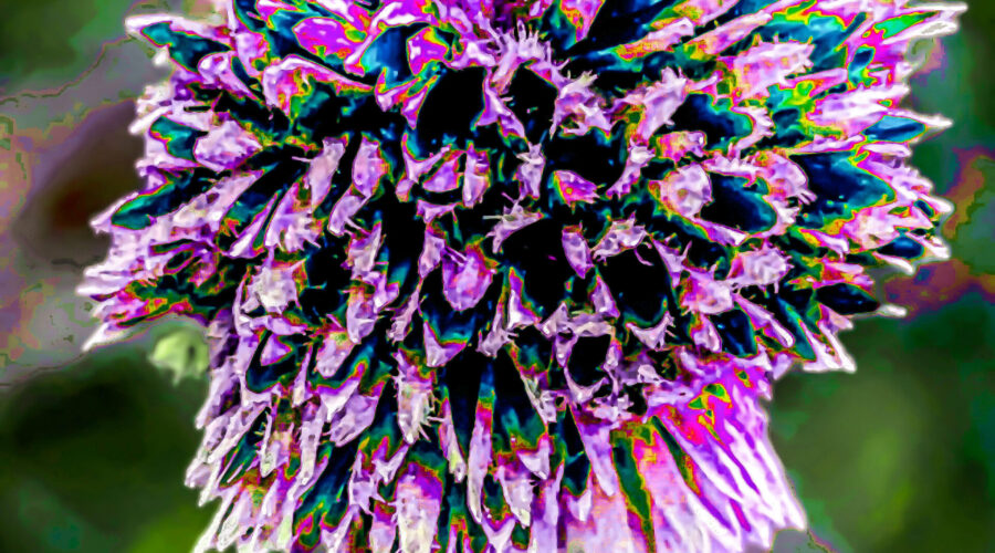 A polychromatic touch gives an otherwise dull brown seed an new artistic look.