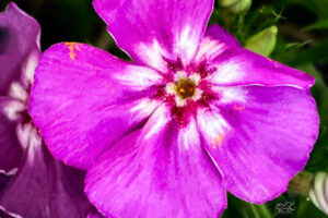 This purple and white phlox flower has just a hint of red in the center and is spotted with yellow pollen.