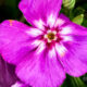 Central Florida is Known for Fantastic and Beautiful Phlox Flowers