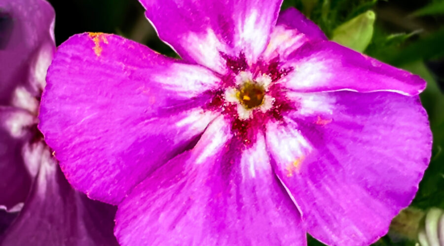 This purple and white phlox flower has just a hint of red in the center and is spotted with yellow pollen.