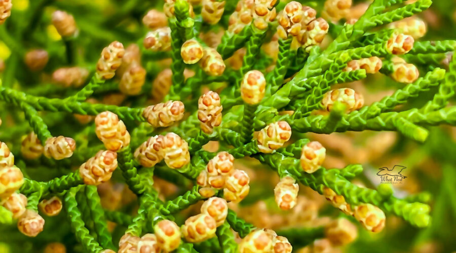 New growth pops out at the tips of an Eastern red cedar tree.