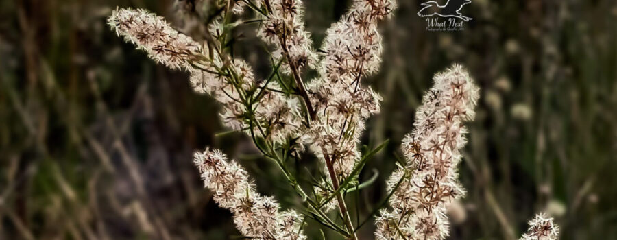 The fluffy seeds on a dog fennel plant pick up the late afternoon light in a way that almost makes them glow.