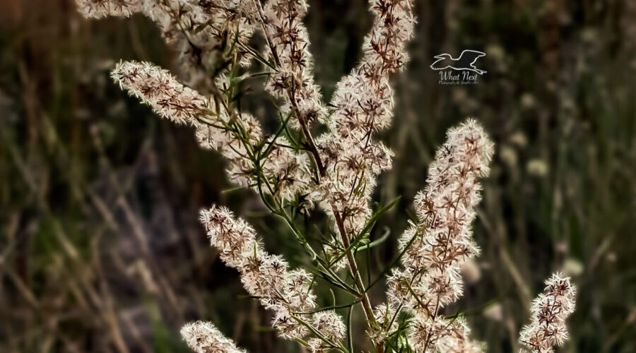The fluffy seeds on a dog fennel plant pick up the late afternoon light in a way that almost makes them glow.
