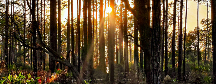 The late afternoon sun shines through the pine forest, illuminating the underbrush.
