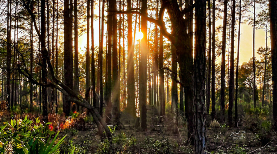 The late afternoon sun shines through the pine forest, illuminating the underbrush.