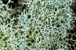 A lichen commonly known as deer moss shown in closeup give a good example of its branched form.
