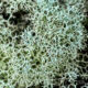 Deer Moss is One of Many Interesting Lichens in Florida