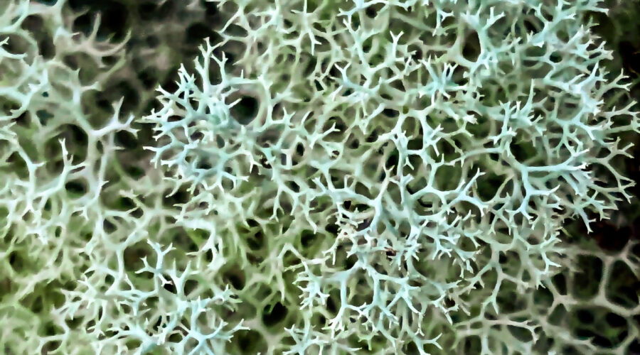 A lichen commonly known as deer moss shown in closeup give a good example of its branched form.