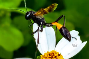 Thread-waisted wasps have a very thin connection between the thorax and the abdomen.