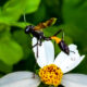 Beautiful Ammophila pectipennis is an Uncommon Florida Wasp