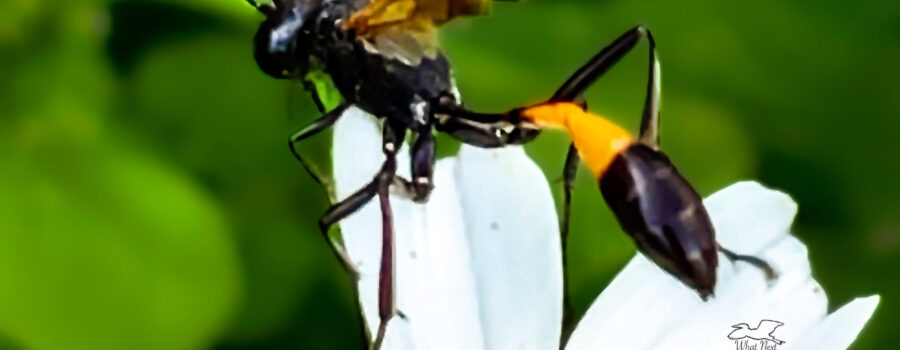 Thread-waisted wasps have a very thin connection between the thorax and the abdomen.