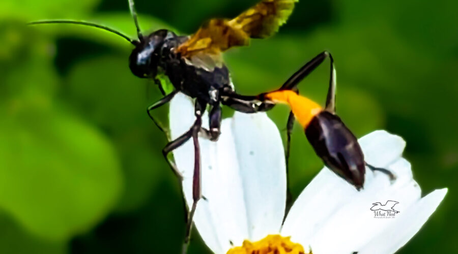 Thread-waisted wasps have a very thin connection between the thorax and the abdomen.