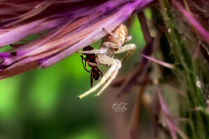 A northern crab spider has just captured an ant and is now injecting it with digestive juices.