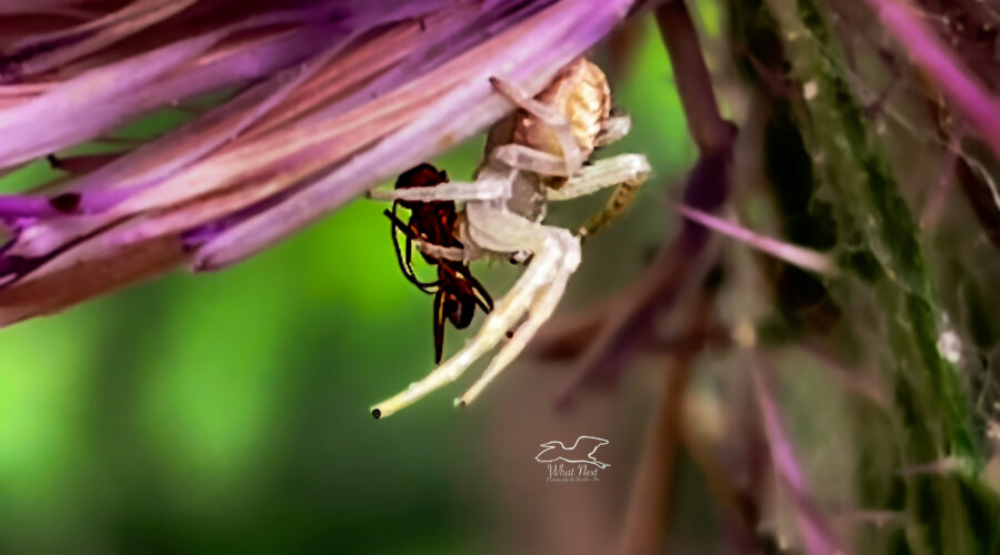 A northern crab spider has just captured an ant and is now injecting it with digestive juices.