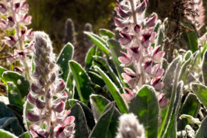 Pink sandhill lupine produces gorgeous pink flowers in the spring and summer.