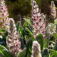 Wonderful Pink Lady Lupine is Best Appreciated in Nature