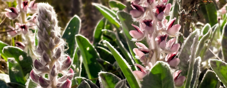 Pink sandhill lupine produces gorgeous pink flowers in the spring and summer.