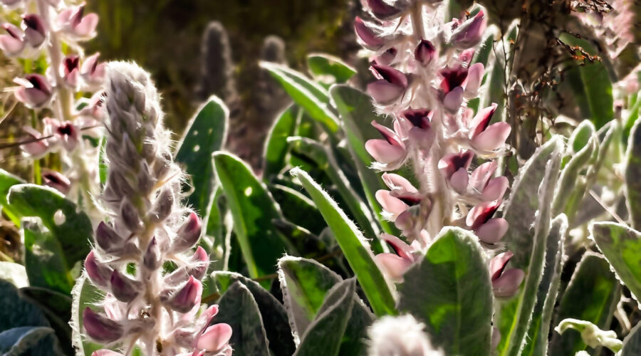 Pink sandhill lupine produces gorgeous pink flowers in the spring and summer.