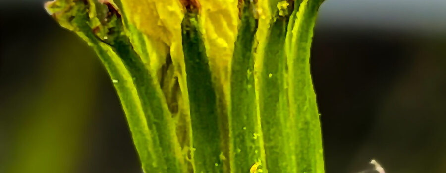A fading dandelion may no longer be perfect, but still has attractive colors and textures.
