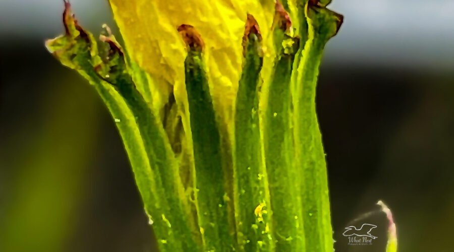 A fading dandelion may no longer be perfect, but still has attractive colors and textures.