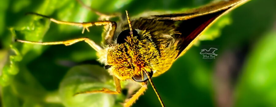 Whirlabout skippers are known for their large, dark eyes.