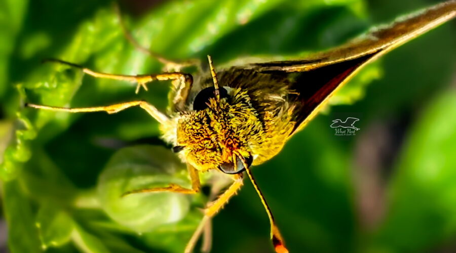Whirlabout skippers are known for their large, dark eyes.