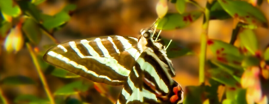 A zebra swallowtail butterfly eagerly feeds on nectar from a flower.