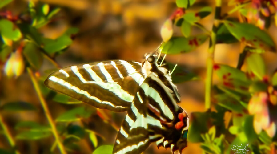 A zebra swallowtail butterfly eagerly feeds on nectar from a flower.