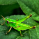 Colorful Short-winged Green Grasshoppers have Come Back with Spring