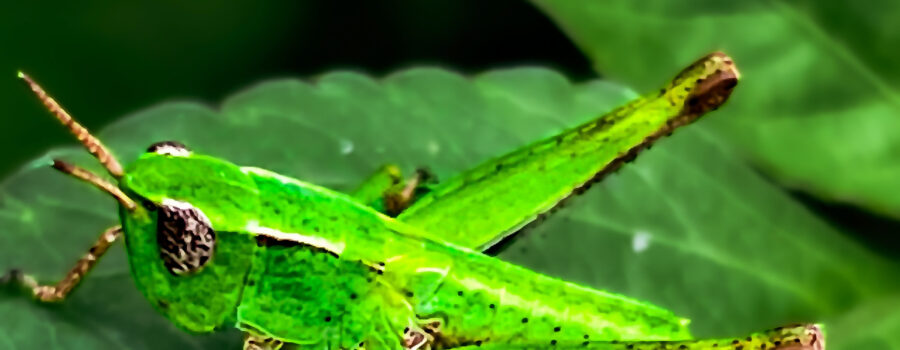 A short-winged green grasshopper is positioned on a leaf so that it can jump away at any moment.