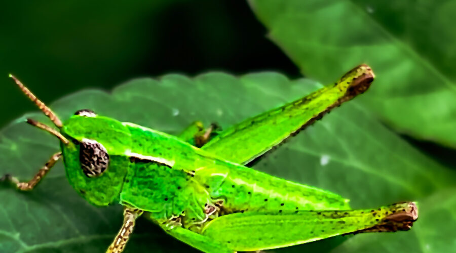 A short-winged green grasshopper is positioned on a leaf so that it can jump away at any moment.