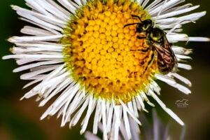 A sweat bee helps itself to some nectar from a fleabane flower.