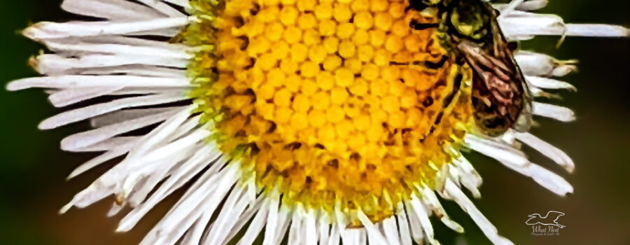 A sweat bee helps itself to some nectar from a fleabane flower.
