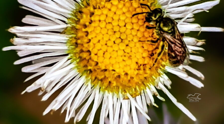 A sweat bee helps itself to some nectar from a fleabane flower.