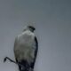 The Swallow Tailed Kite is a Beautiful and Unusual Raptor