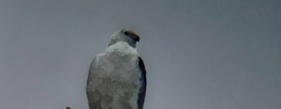 A swallow tailed kite sits quietly seemingly enjoying the peacefulness of the early morning.