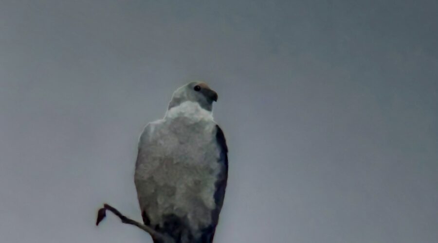 A swallow tailed kite sits quietly seemingly enjoying the peacefulness of the early morning.