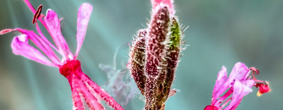 Beeblossom flowers and buds glow in the afternoon sun.