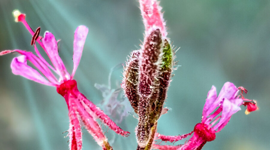 Beeblossom flowers and buds glow in the afternoon sun.