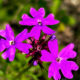 Tampa Mock Vervain is a Beautiful Endangered Species