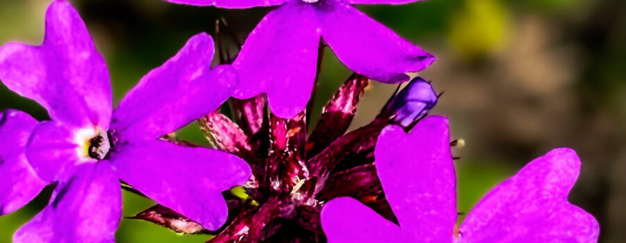 The splendid bright purple color of Tampa mock vervain makes it one of Florida’s most beautiful wildflowers.