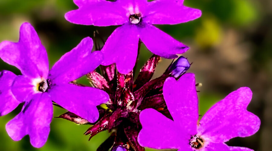 The splendid bright purple color of Tampa mock vervain makes it one of Florida’s most beautiful wildflowers.