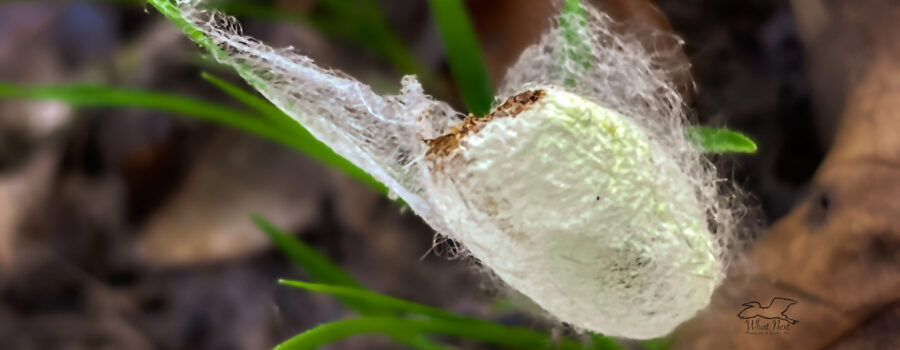 An empty cocoon is the evidence left behind that life is beginning anew.